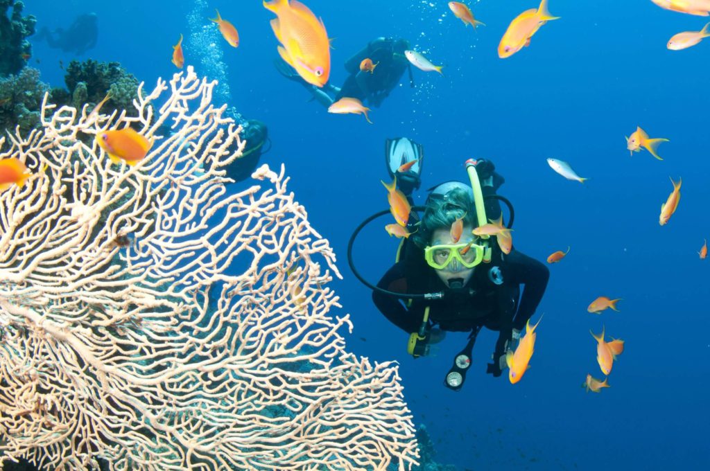 whitsunday diving yongala dive yongala wreck great barrier reef great barrier reef diving dive pontoon outer reef outer reef diving snorkeling snorkelling scuba diving PADI SSI